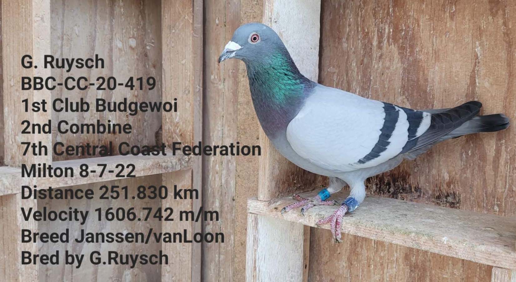 Central Coast Racing Pigeon Federation 2022 Fed And Club Winners